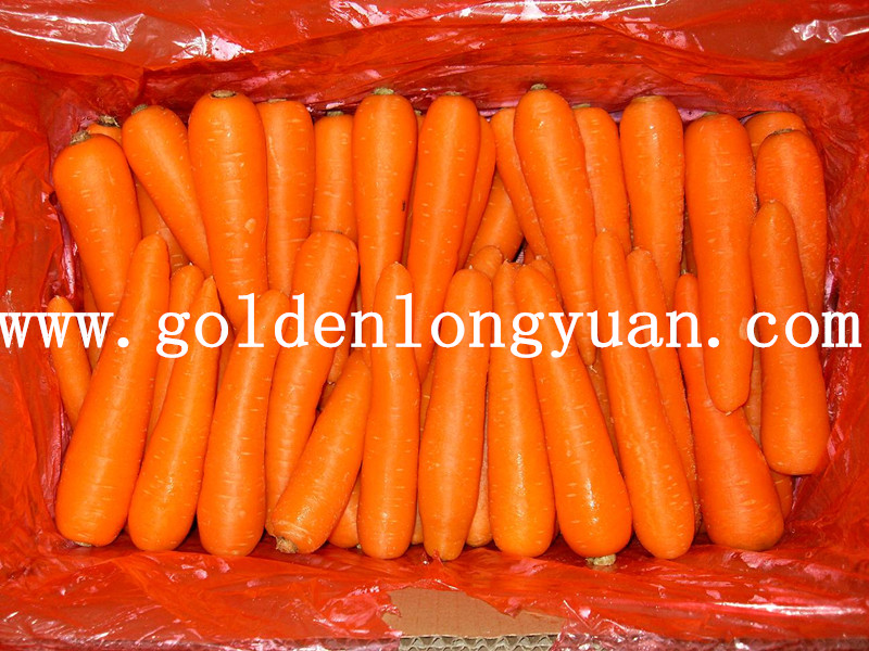 2016 New Crop Carrot From Shandong