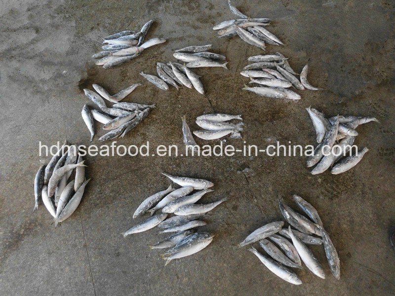 Frozen Seafood Sardine Fish for Market (Sardinella aurita)