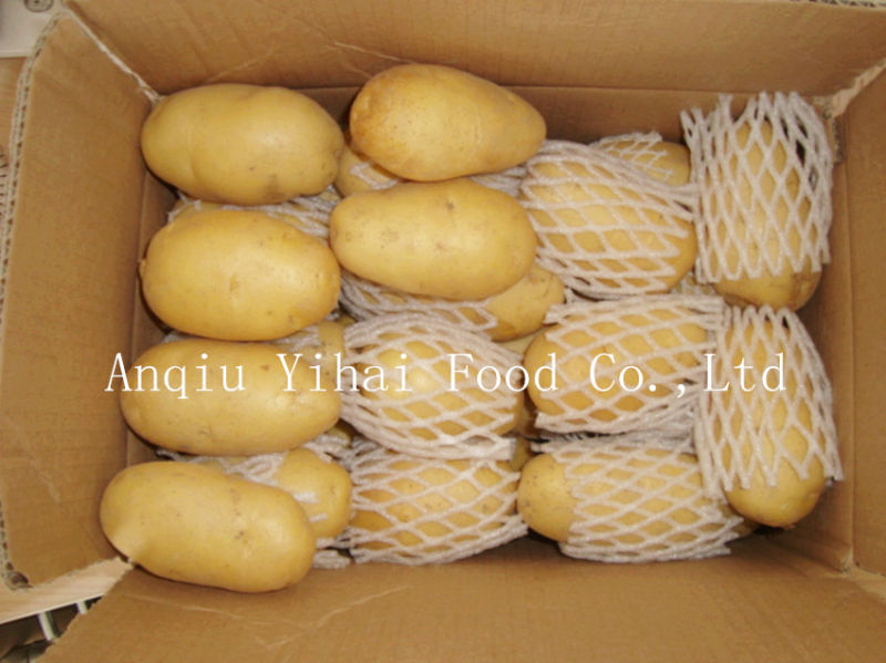 2016 New Crop Quality Fresh Potato for Sale