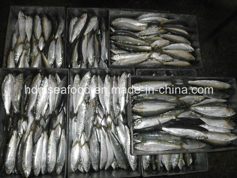 Light Catch Sardine Fish for Tuna Bait (Sardinella aurita)