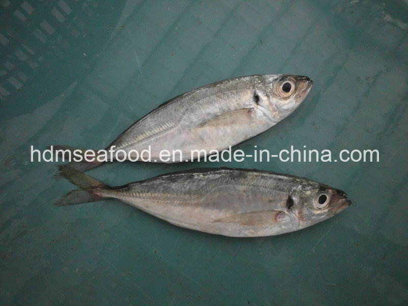 Fresh Frozen Horse Mackerel Fish