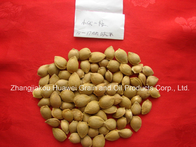 Sweet Almond in Shell (youyi 15-17mm)