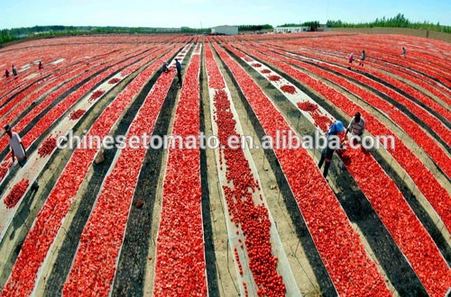 220 L Tomato Paste in Drum From Xinjiang 2016 New Crop 36-38%