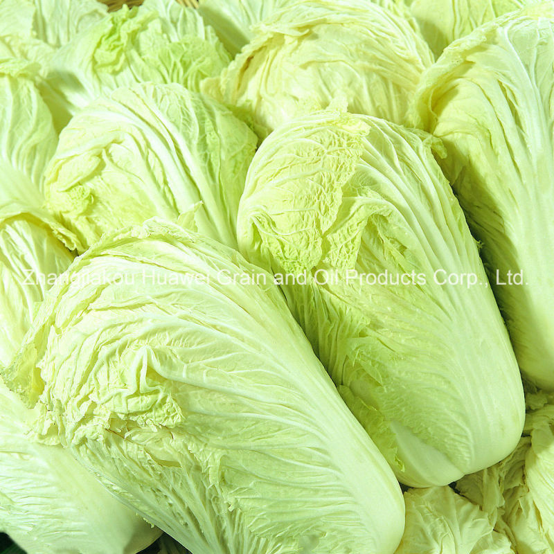 Cabbage