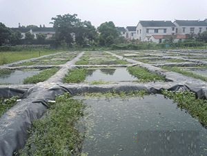 HDPE Geomembrane HDPE Pond Liner Fish Farm Pond Liner