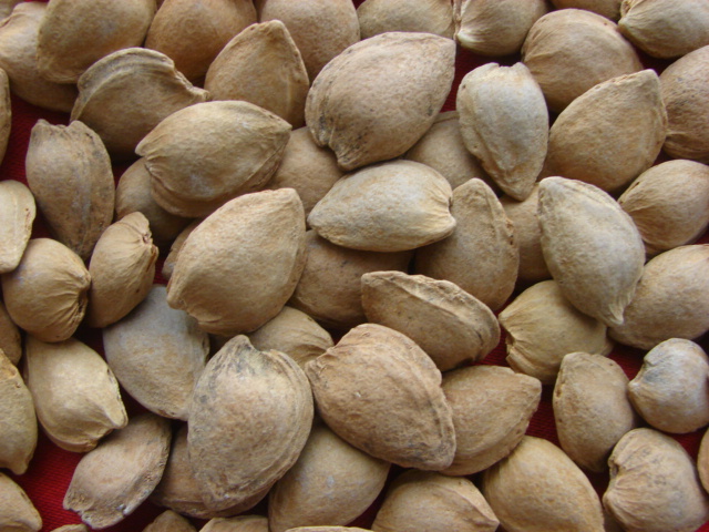 Sweet Almond in Shell (longwangmao 15-17mm)