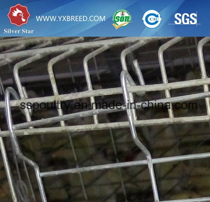 Professional Design Layer Chicken Cages Manufacturer