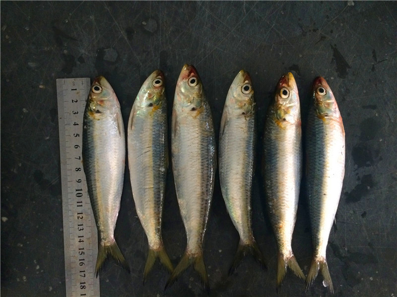 Frozen Sardine Seafood Fish for Bait