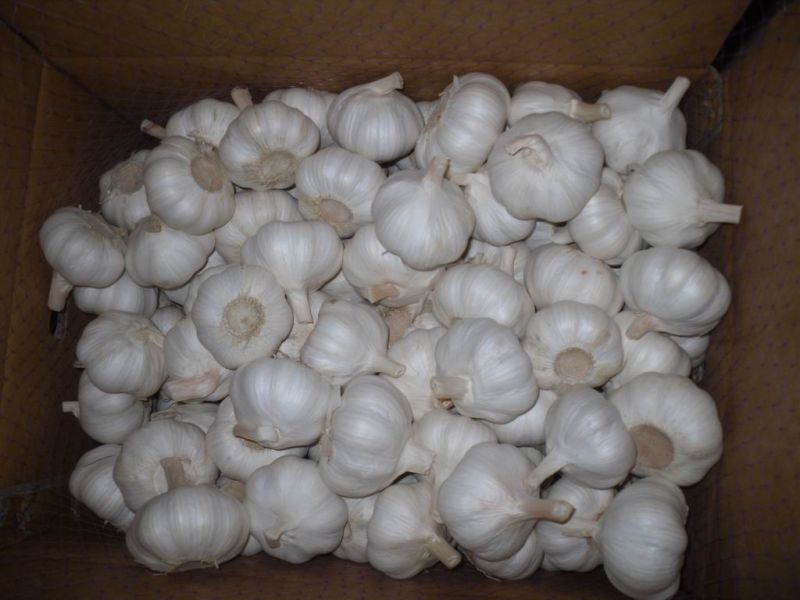 Jinxiang New Crop Fresh Garlic