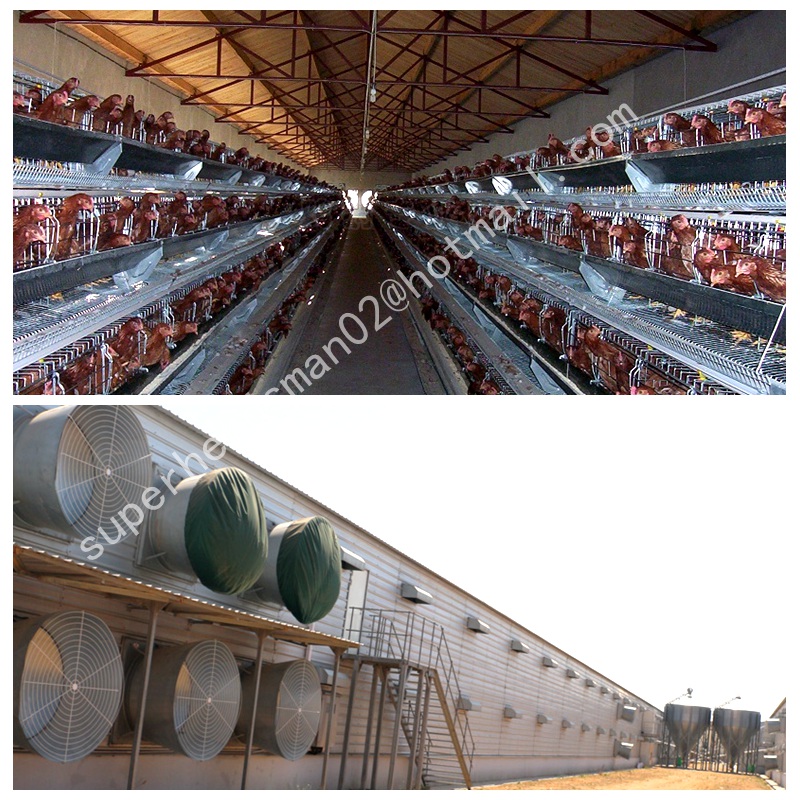 Automatic Poultry Cage Farm for Broiler and Layers