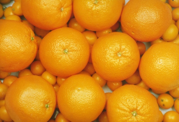 Export New Crop Good Quality China Mandarin Orange