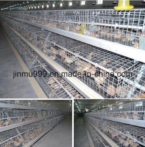 Automatic/Semi-Automatic Poultry Equipment Layer Chicken Cage