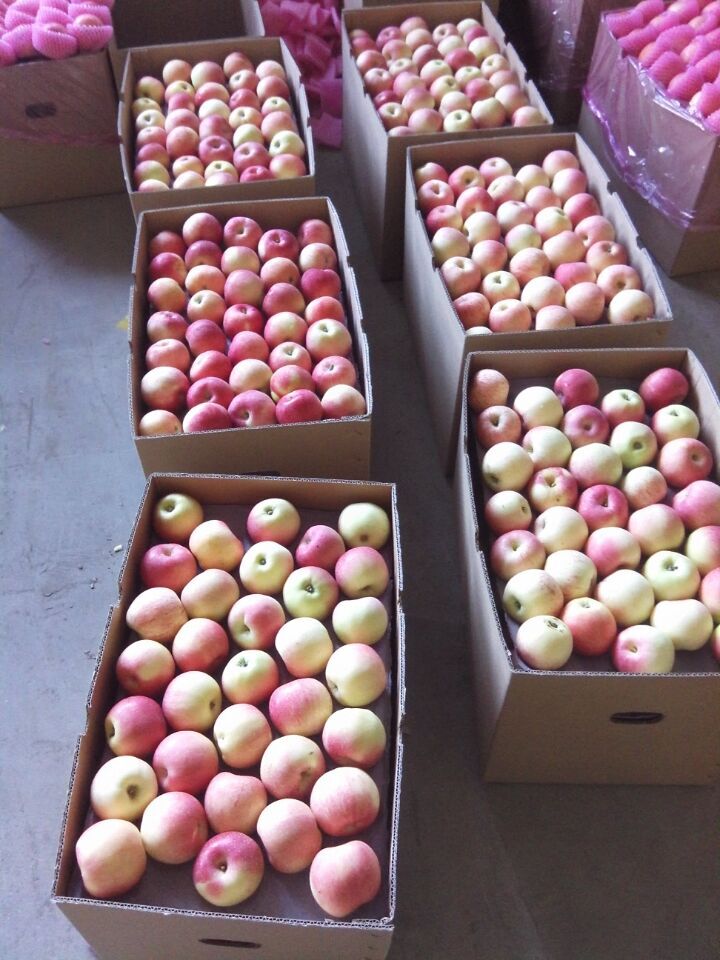 Fresh Red Gala Apple, Golden Apple, Huaniu Apple