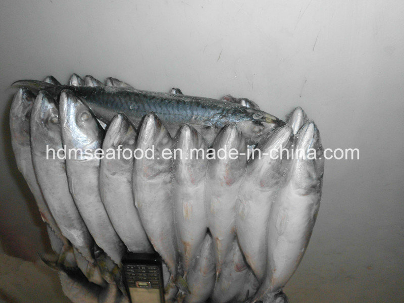 Whole Round Frozen Fish Pacific Mackerel for Bait