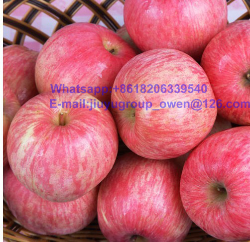 New Crop FUJI Apple