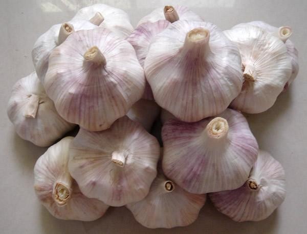 normal white garlic size4.5cm 10kg carton ghana price