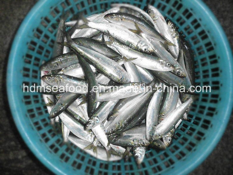 Frozen Sardine for Tuna Bait (Sardinella aurita)