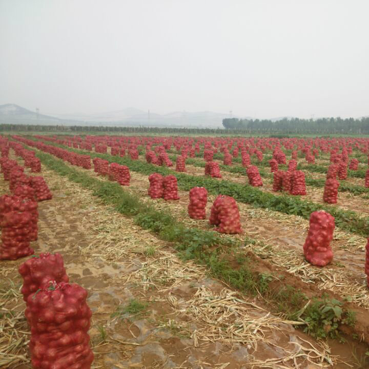 Professional Supplier of Chinese Fresh Yellow Onion