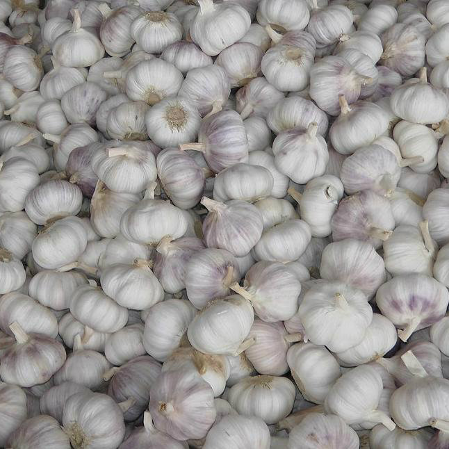 Exported Standard Quality of Fresh White Garlic