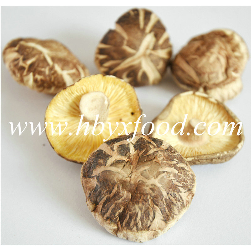 5-5.5cm Green Natural Deform Shiitake Mushroom