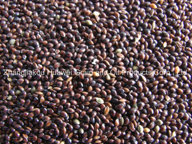 Black Broomcorn Millet