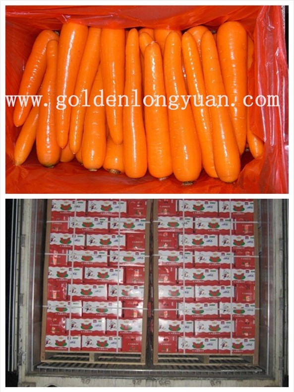 New Crop Fresh Carrot 10kg Carton