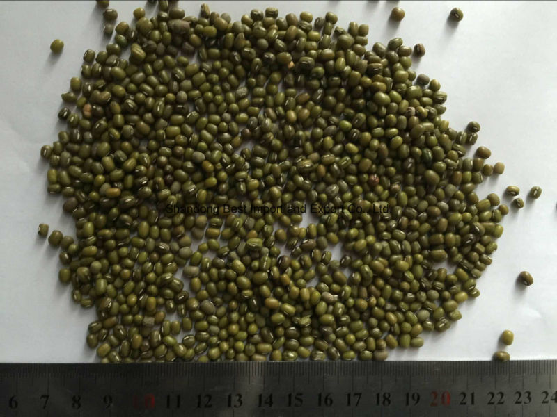 Common Cultivation Green Mung Beans for Sprouting