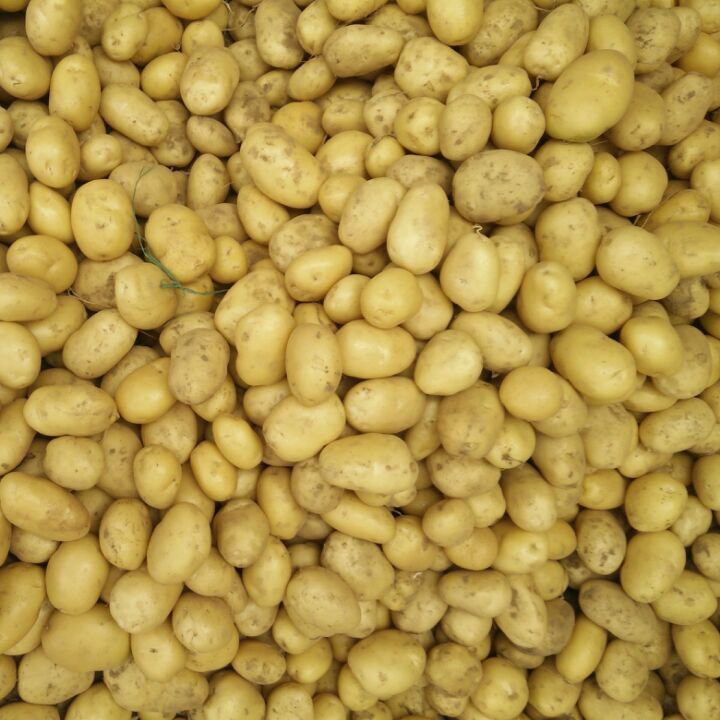 Golden Supplier of New Crop Fresh Potato From China