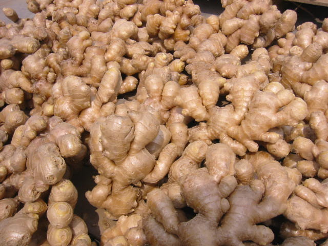 Fresh Ginger with High Exporting Standard