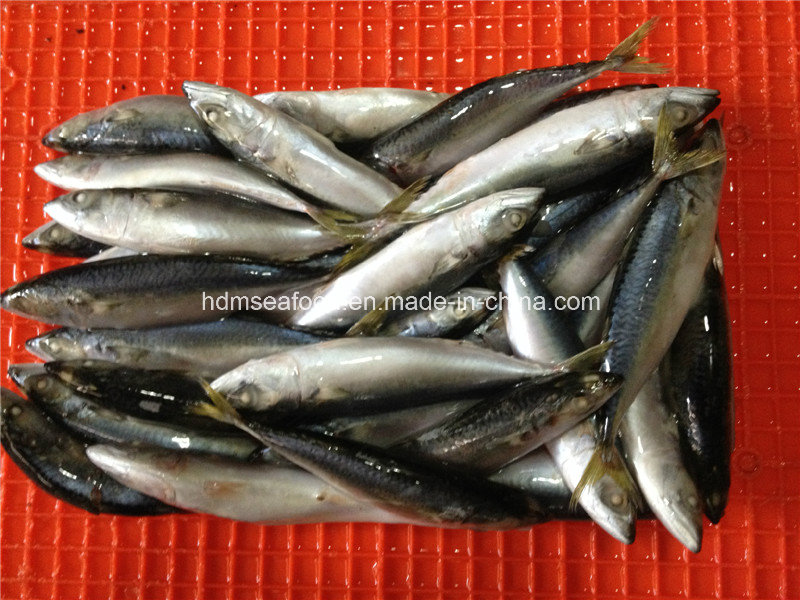 Fresh Frozen Mackerel Fish