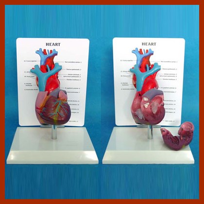 Physical Size Human Long Blood Tube Heart Anatomical Model with Description Plate