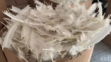 Wholesale DIY Turkey Quill Feather Pen For Event Decoration1