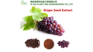 Grape seed extract OPC 