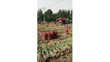 garlic harvesting 1