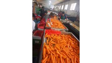 carrot processing in factory