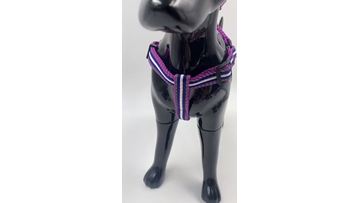 dog collar and harness