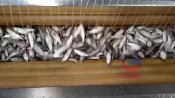 Fish descaling machine