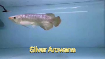 Silver Arowana