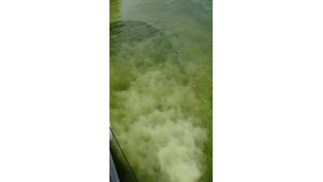 nano bubble generator for  algae separation2
