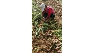 red garlic harvesting