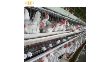 Hot sell galvanized chicken cage and layer bird cage wire mesh1