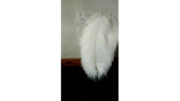 Natural Craft Feather Big White Ostrich Feather For Wedding And Party Decoration 60cm-65cm1