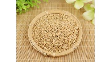 grain oat rice2