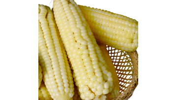 4701 sweet waxy corn cob