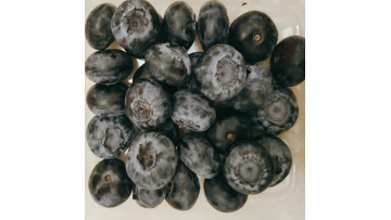 3301-quality freeze dried blueberry