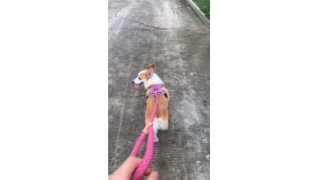 dog sports harness