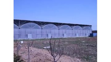 Multi-span film greenhouse