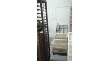 black garlic processing 3