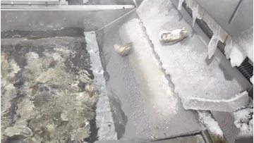 Oyster glazing and IQF process