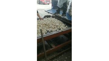 garlic processing 1